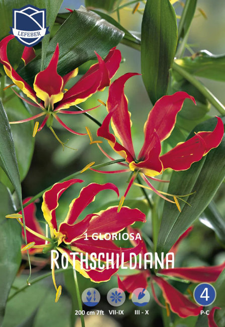 Глориоза Ротшильда (Gloriosa rothschildiana), 1 шт (разбор 20/+)
