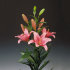 Лилия азиатская Бриндизи (Brindisi = Asiatic pink), 3 шт