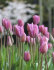 Тюльпан Мистресс (Tulipa Mistress), 10 шт (разбор 11/12)