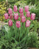 Тюльпан Мистресс (Tulipa Mistress), 10 шт (разбор 11/12)
