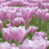 Тюльпан Мистресс (Tulipa Mistress), 10 шт (разбор 11/12)
