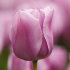 Тюльпан Мистресс (Tulipa Mistress), 10 шт (разбор 11/12)
