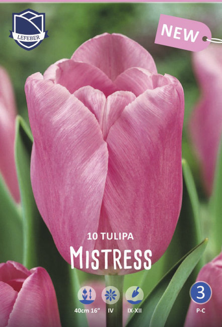 Тюльпан Мистресс (Tulipa Mistress), 10 шт (разбор 11/12)