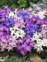 Хиондокса смесь (Chionodoxa Mixed), 25 шт (разбор 5/6)