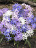 Хиондокса смесь (Chionodoxa Mixed), 25 шт (разбор 5/6)