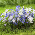 Хиондокса смесь (Chionodoxa Mixed), 25 шт (разбор 5/6)