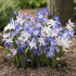 Хиондокса смесь (Chionodoxa Mixed), 25 шт (разбор 5/6)