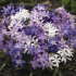 Хиондокса смесь (Chionodoxa Mixed), 25 шт (разбор 5/6)