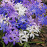 Хиондокса смесь (Chionodoxa Mixed), 25 шт (разбор 5/6)