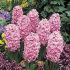 Гиацинт Фондант (Hyacinthus Fondant), 3 шт (разбор 14/15)