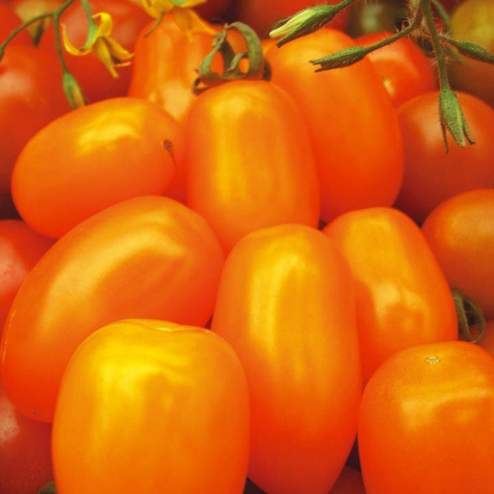 Купить семена Томат Финик оранжевый F1 в магазине Первые Семена по цене .