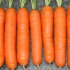 Морковь Ранняя Нантская