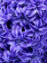 Гиацинт Роял Неви (Hyacinthus Royal Navy), 5 шт (разбор 16/17)