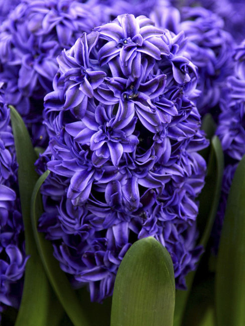 Гиацинт Роял Неви (Hyacinthus Royal Navy), 5 шт (разбор 16/17)