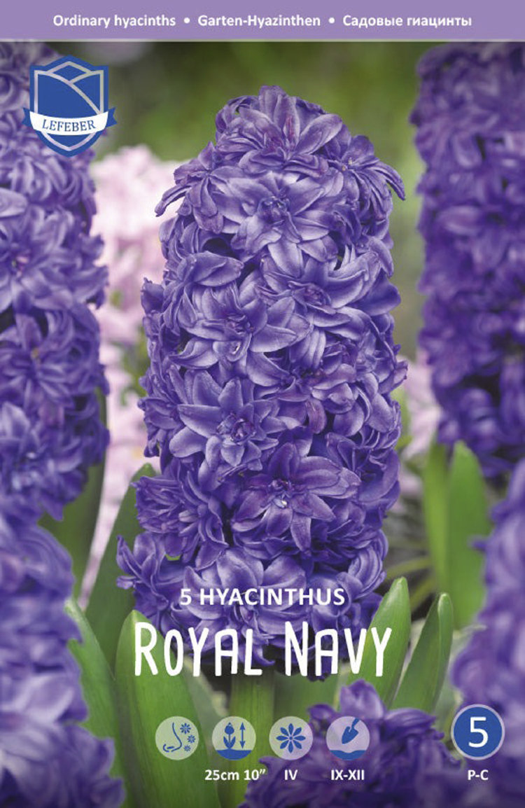 Купить гиацинт роял неви (hyacinthus royal navy), 5 шт (разбор 16/17) по  цене 670 руб. в интернет магазине 