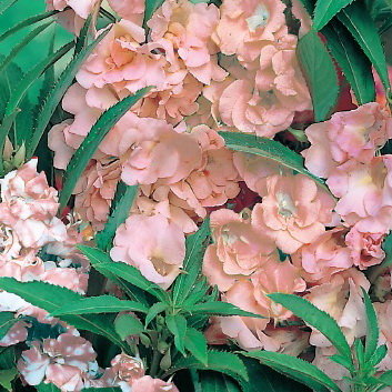 Бальзамин садовый: посадка и уход, фото уличных цветов на клумбе