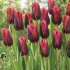 Тюльпан Слава (Tulipa Slawa), 10 шт (разбор 12/14)