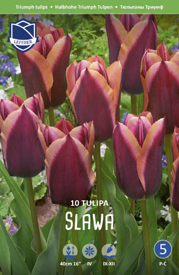 Тюльпан Слава (Tulipa Slawa), 10 шт (разбор 12/14)