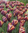 Тюльпан Слава (Tulipa Slawa), 10 шт (разбор 12/14)
