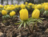Эрантис Хиемелис (зимующий) (Eranthis hyemalis), 15 шт (разбор 4/5)