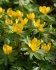 Эрантис Хиемелис (зимующий) (Eranthis hyemalis), 15 шт (разбор 4/5)