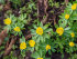 Эрантис Хиемелис (зимующий) (Eranthis hyemalis), 15 шт (разбор 4/5)