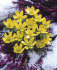 Эрантис Хиемелис (зимующий) (Eranthis hyemalis), 15 шт (разбор 4/5)