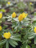Эрантис Хиемелис (зимующий) (Eranthis hyemalis), 15 шт (разбор 4/5)