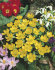 Эрантис Хиемелис (зимующий) (Eranthis hyemalis), 15 шт (разбор 4/5)