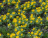 Эрантис Хиемелис (зимующий) (Eranthis hyemalis), 15 шт (разбор 4/5)