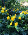 Эрантис Хиемелис (зимующий) (Eranthis hyemalis), 15 шт (разбор 4/5)