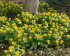 Эрантис Хиемелис (зимующий) (Eranthis hyemalis), 15 шт (разбор 4/5)