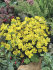 Эрантис Хиемелис (зимующий) (Eranthis hyemalis), 15 шт (разбор 4/5)
