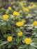 Эрантис Хиемелис (зимующий) (Eranthis hyemalis), 15 шт (разбор 4/5)
