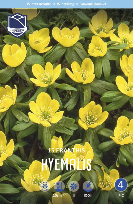 Эрантис Хиемелис (зимующий) (Eranthis hyemalis), 15 шт (разбор 4/5)