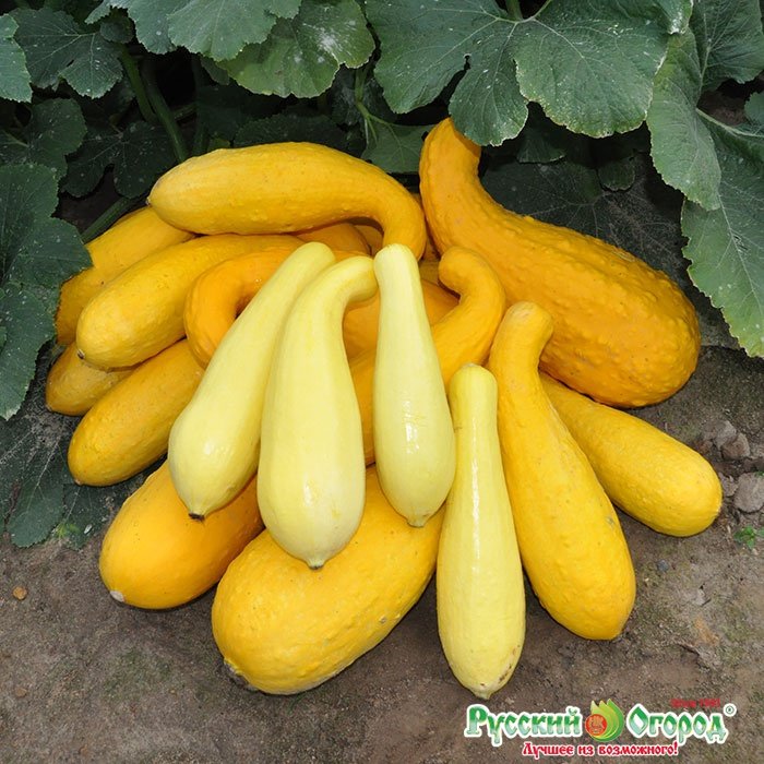 Кабачок Карделия Купить Семена