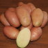 Картофель семенной Фаворит (2 кг)
