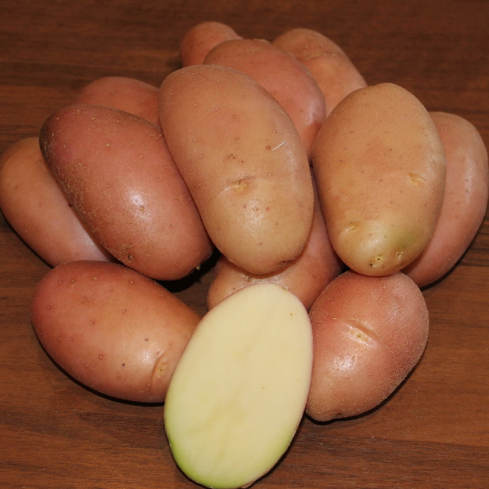 Купить картофель семенной фаворит (2 кг) по цене 350 руб. в интернетмагазине \