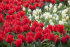 Тюльпан Ларго (Tulipa Largo), 10 шт (разбор 11/12)