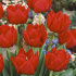 Тюльпан Ларго (Tulipa Largo), 10 шт (разбор 11/12)