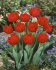 Тюльпан Ларго (Tulipa Largo), 10 шт (разбор 11/12)