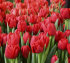 Тюльпан Ларго (Tulipa Largo), 10 шт (разбор 11/12)