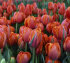Тюльпан Куинсдей (Tulipa Queensday), 100 шт (разбор 12/14)