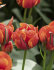 Тюльпан Куинсдей (Tulipa Queensday), 100 шт (разбор 12/14)
