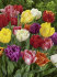 Тюльпан махровый смесь (Tulipa Double mix), 25 шт (разбор 11/12)