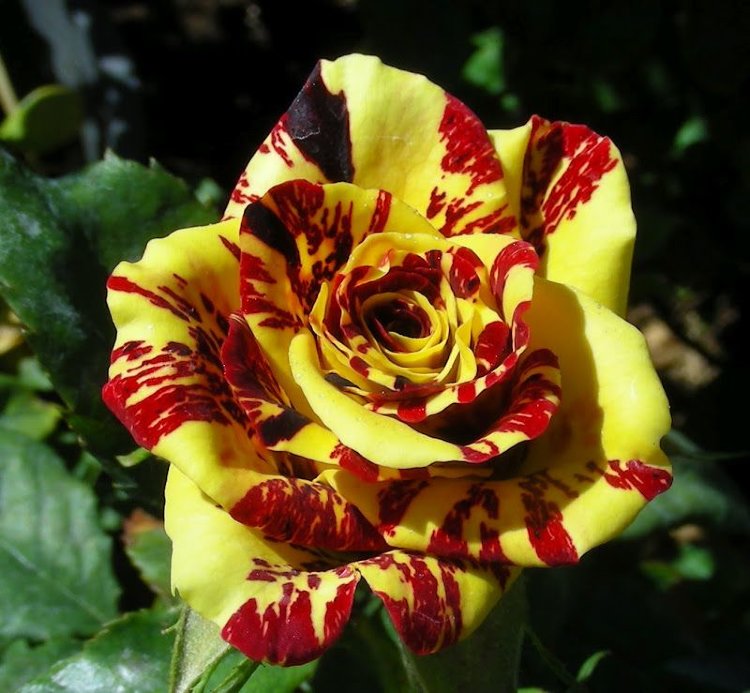 Роза флорибунда нью имэджин фото и описание