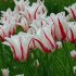 Тюльпан Мерилин (Tulipa Marilyn), 10 шт (разбор 11/12)