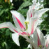 Тюльпан Мерилин (Tulipa Marilyn), 10 шт (разбор 11/12)