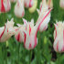 Тюльпан Мерилин (Tulipa Marilyn), 10 шт (разбор 11/12)
