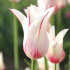 Тюльпан Мерилин (Tulipa Marilyn), 10 шт (разбор 11/12)
